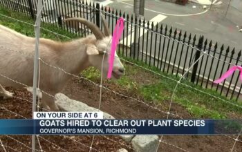 Goats hired to cleanup Virginia Governor Mansion grounds